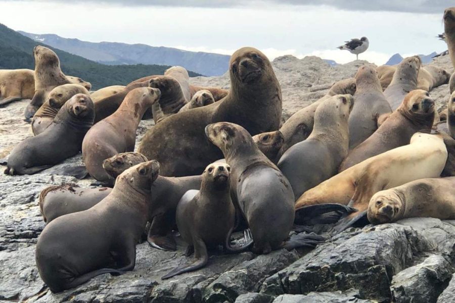 Canal Beagle- Navegación “corta” Isla de Lobos